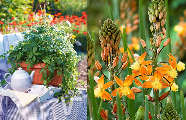 Лековито украсно биље 